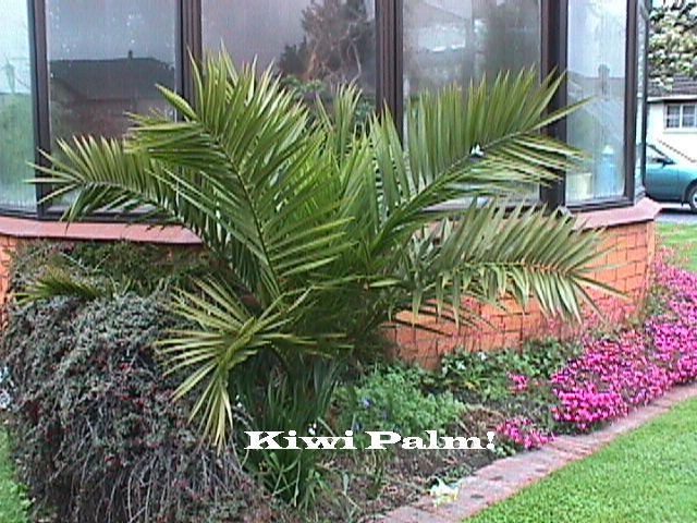 mypalm.jpg