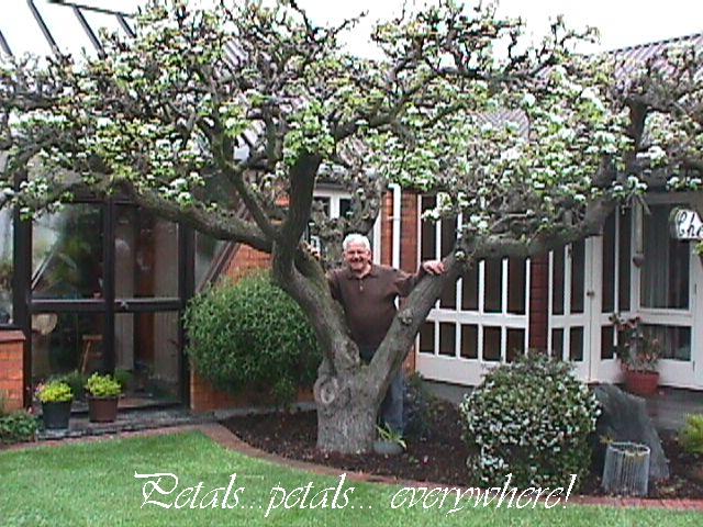 peartree.jpg